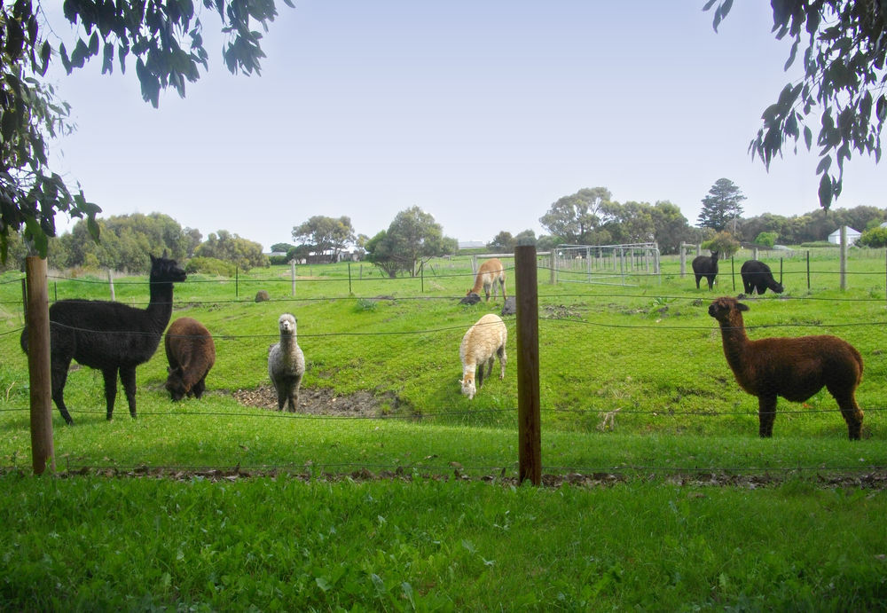 Clonmara Country House And Cottages Port Fairy Exterior photo